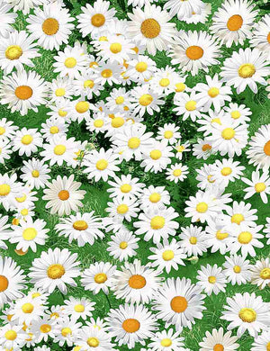 Flower Farm Daisies Multi Timeless Treasures NATURE-C7471