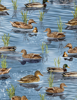 Ducks